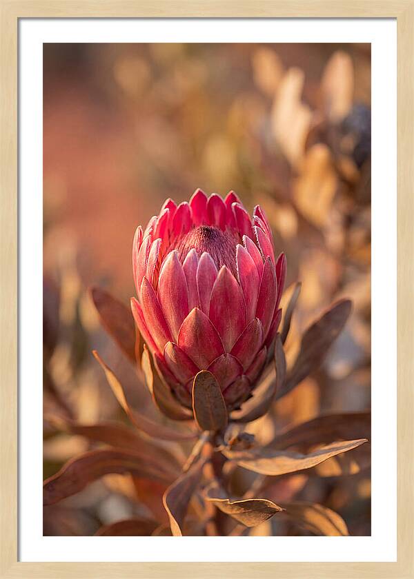 King Protea Blossom In Bloom