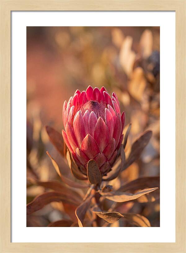 King Protea Blossom In Bloom