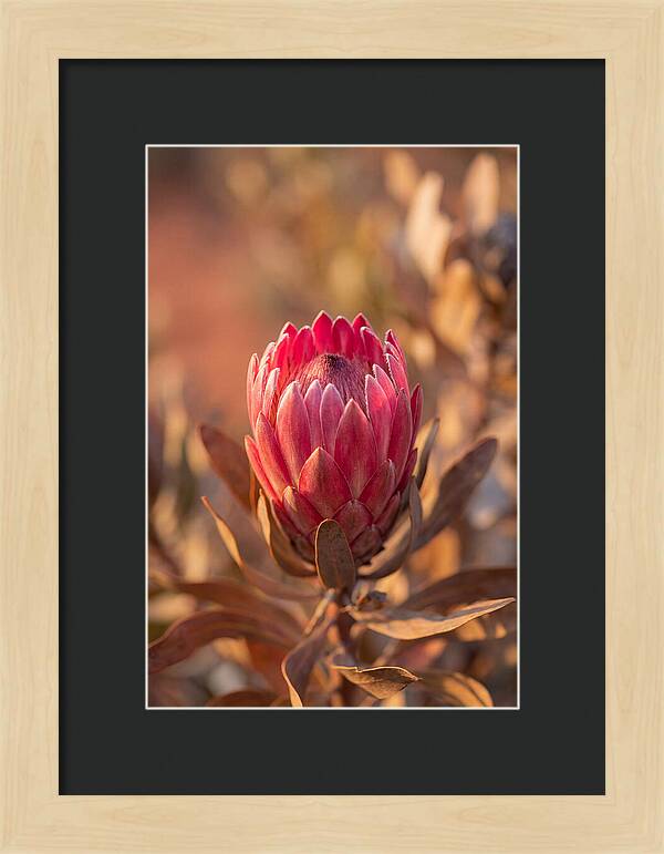 King Protea Blossom In Bloom