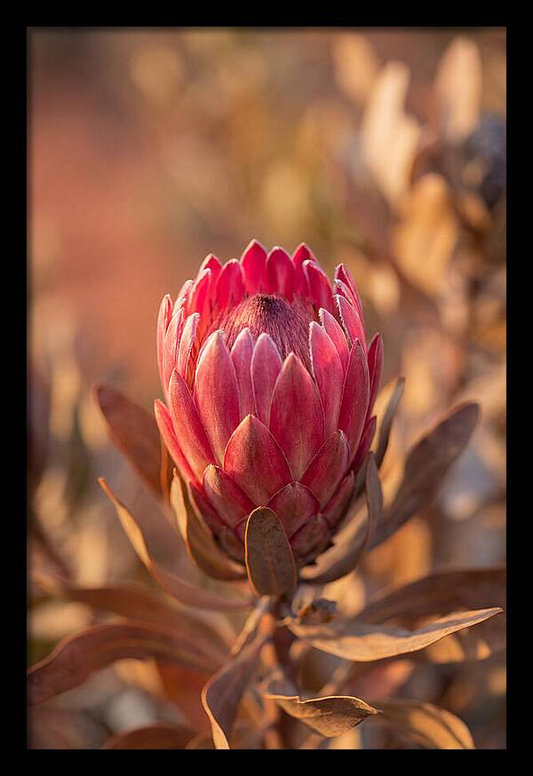 King Protea Blossom In Bloom