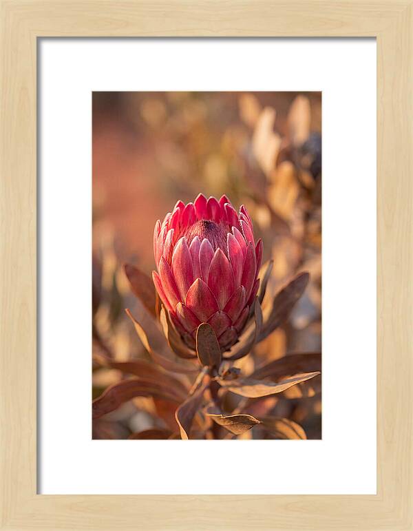 King Protea Blossom In Bloom