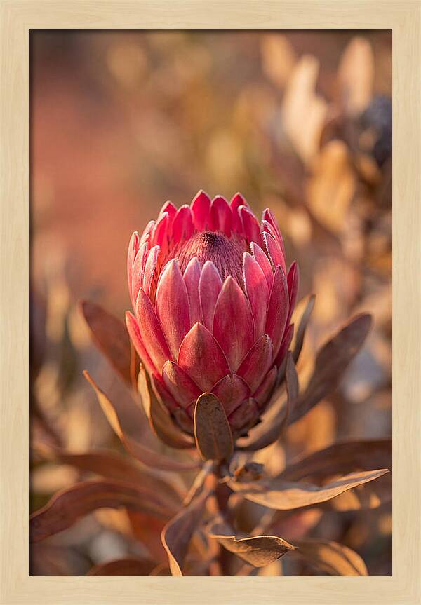 King Protea Blossom In Bloom