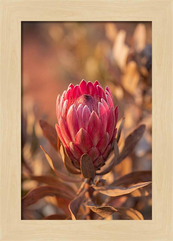 King Protea Blossom In Bloom