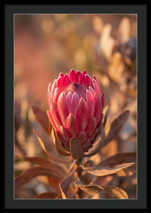 King Protea Blossom In Bloom