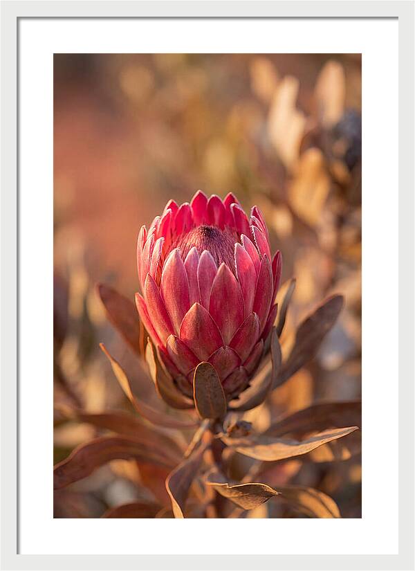 King Protea Blossom In Bloom
