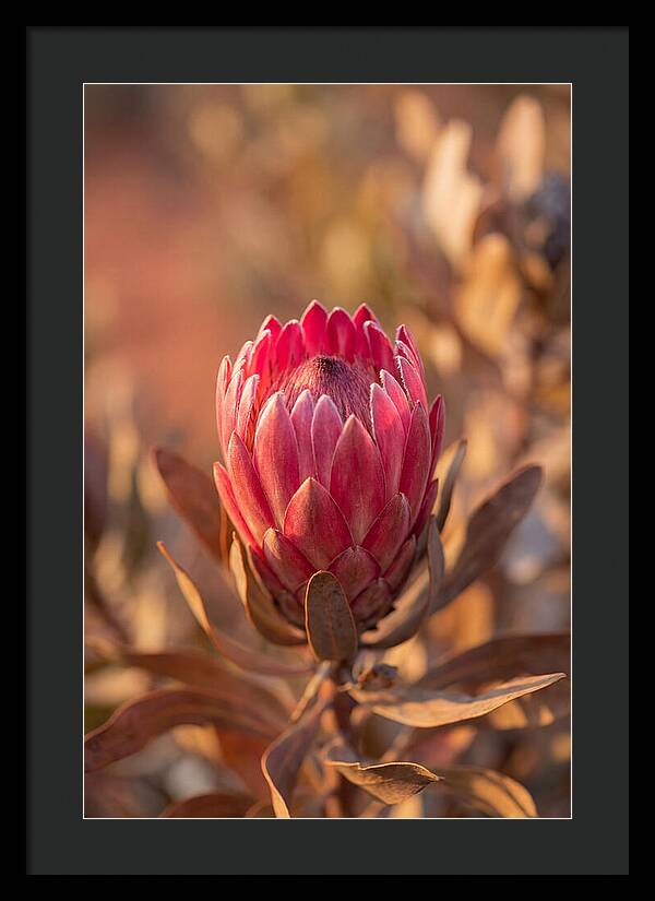 King Protea Blossom In Bloom