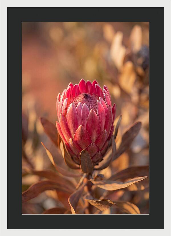 King Protea Blossom In Bloom