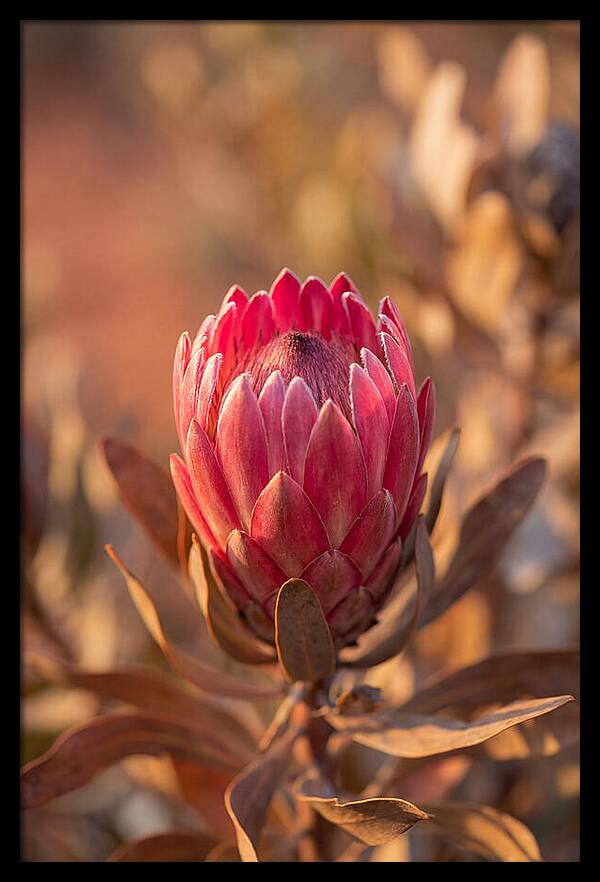 King Protea Blossom In Bloom