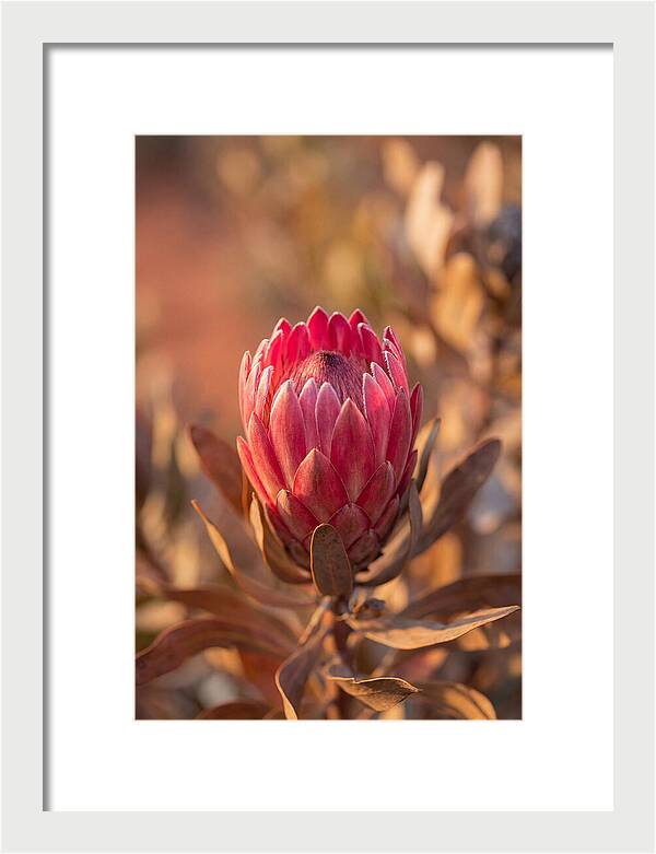 King Protea Blossom In Bloom