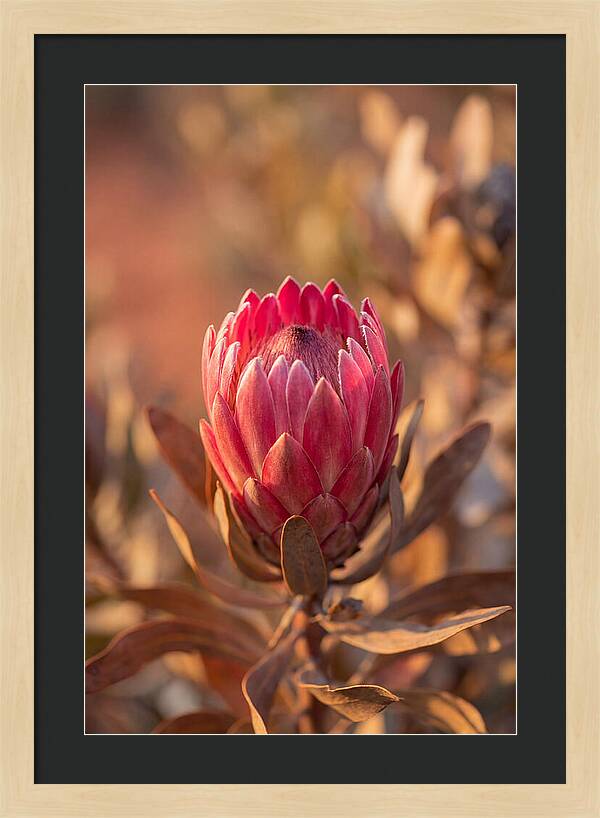 King Protea Blossom In Bloom
