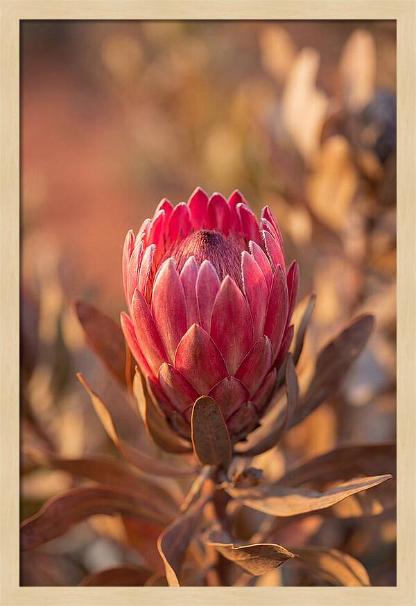 King Protea Blossom In Bloom