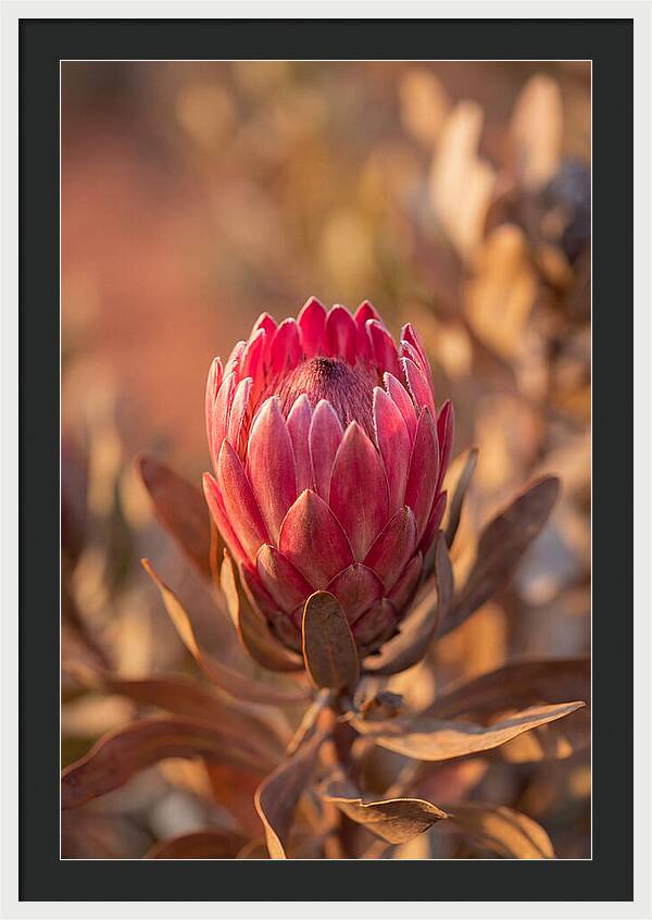 King Protea Blossom In Bloom