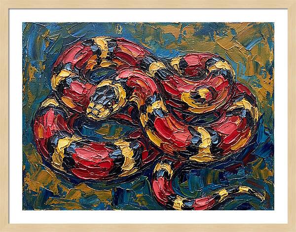 King Snake In Vibrant Colors