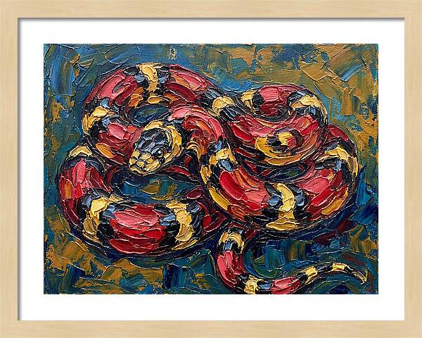 King Snake In Vibrant Colors