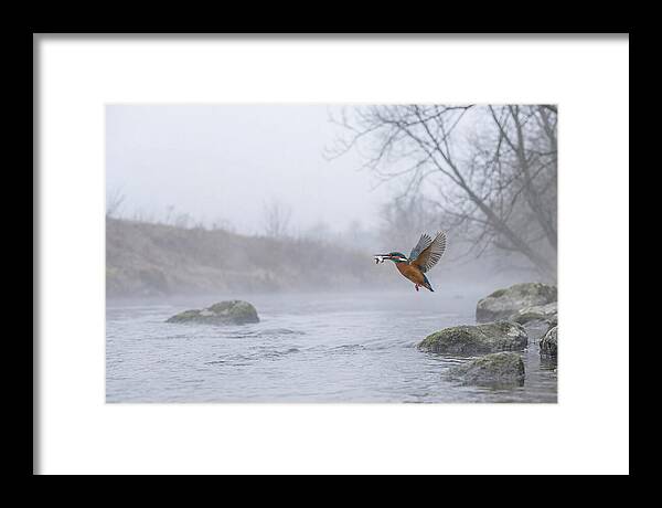 Kingfisher Capturing Its Prey