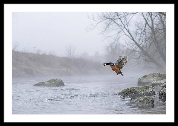 Kingfisher Capturing Its Prey