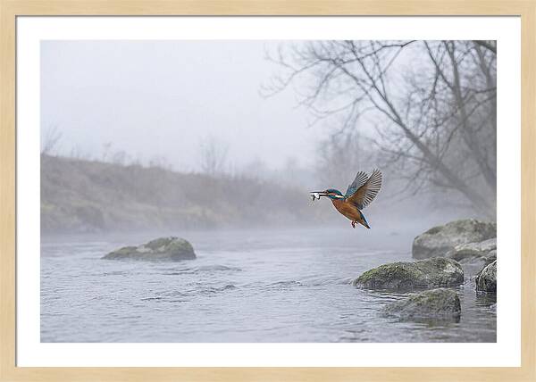 Kingfisher Capturing Its Prey