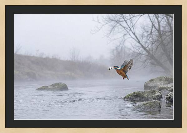 Kingfisher Capturing Its Prey