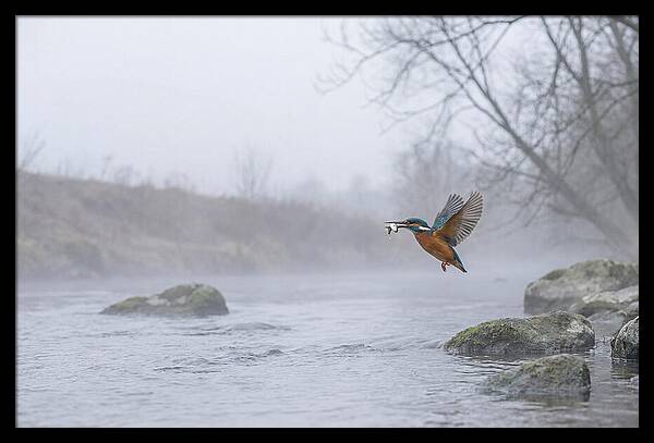 Kingfisher Capturing Its Prey