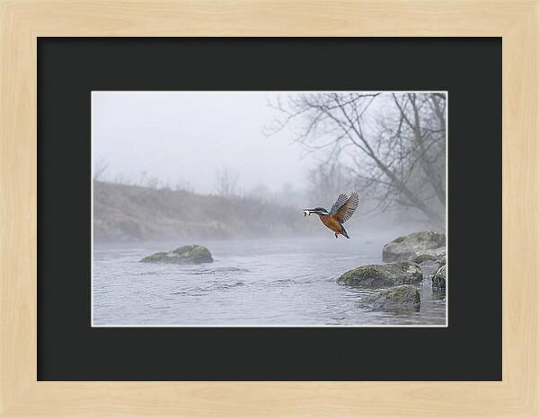 Kingfisher Capturing Its Prey