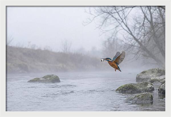 Kingfisher Capturing Its Prey