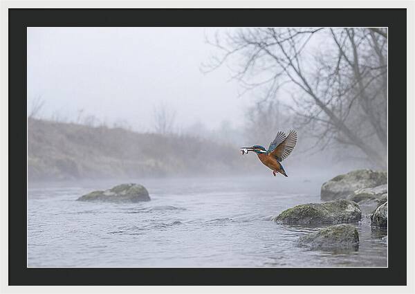 Kingfisher Capturing Its Prey
