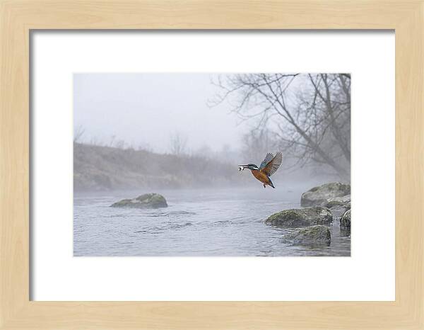 Kingfisher Capturing Its Prey