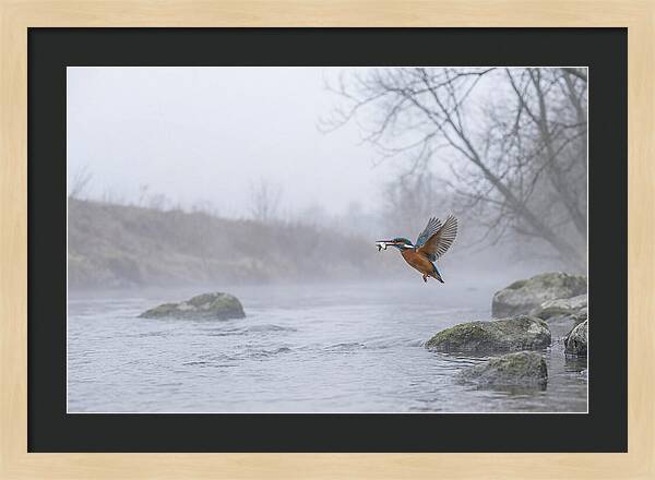 Kingfisher Capturing Its Prey