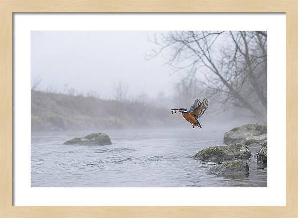 Kingfisher Capturing Its Prey