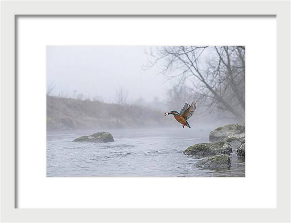 Kingfisher Capturing Its Prey