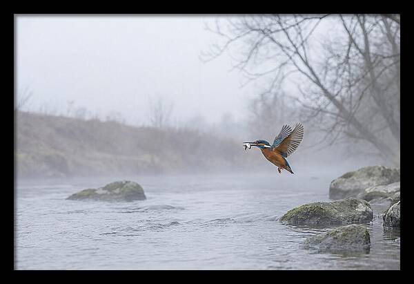 Kingfisher Capturing Its Prey