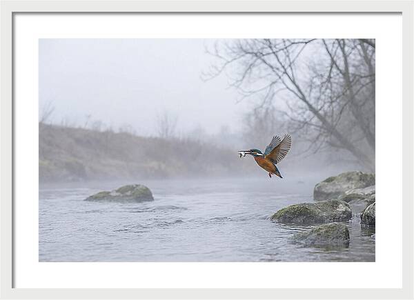 Kingfisher Capturing Its Prey