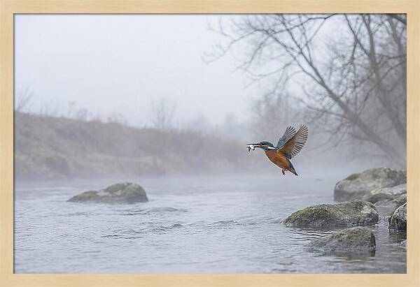 Kingfisher Capturing Its Prey