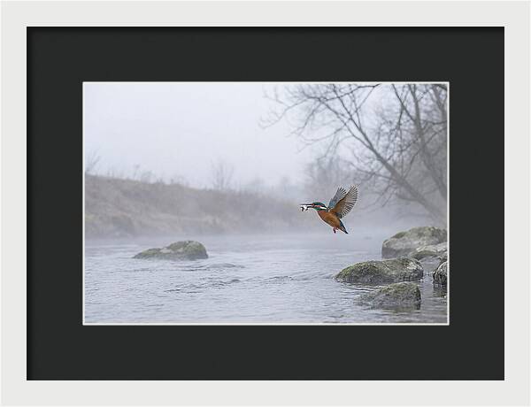 Kingfisher Capturing Its Prey