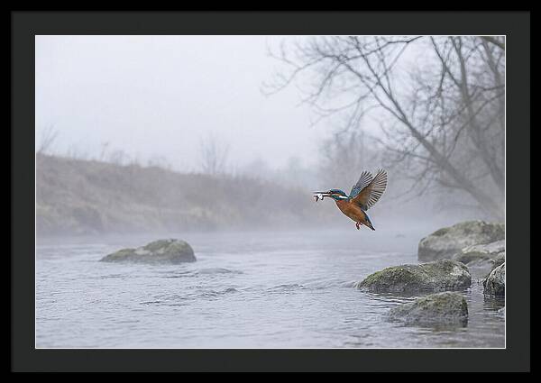Kingfisher Capturing Its Prey