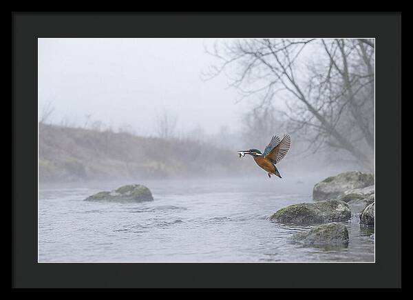 Kingfisher Capturing Its Prey