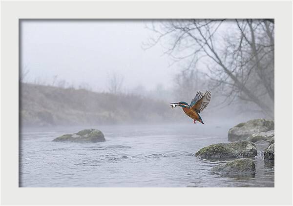 Kingfisher Capturing Its Prey