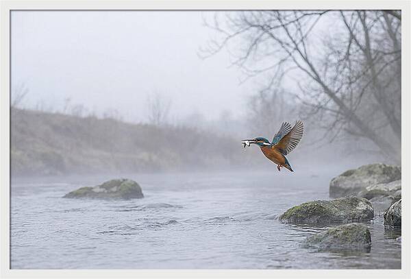 Kingfisher Capturing Its Prey