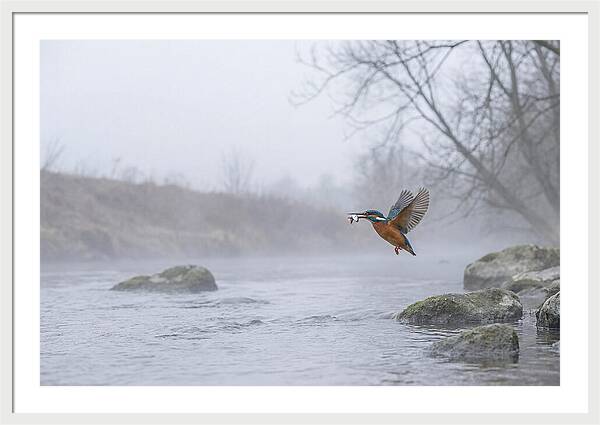 Kingfisher Capturing Its Prey