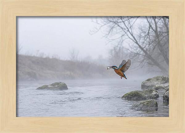 Kingfisher Capturing Its Prey