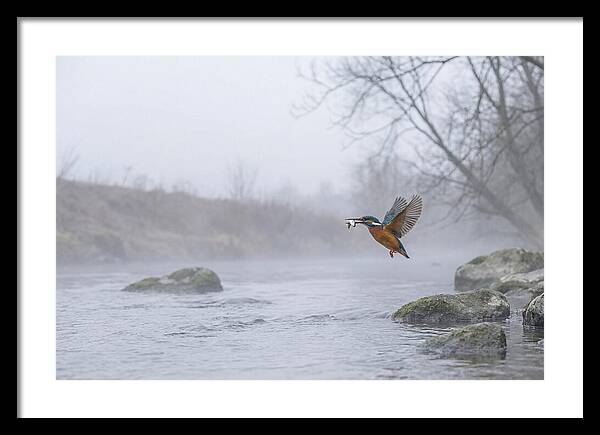 Kingfisher Capturing Its Prey