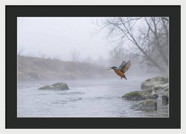 Kingfisher Capturing Its Prey