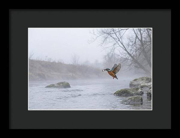Kingfisher Capturing Its Prey