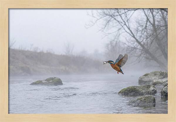 Kingfisher Capturing Its Prey