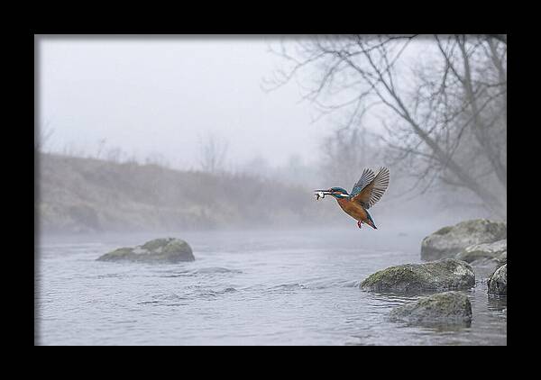 Kingfisher Capturing Its Prey