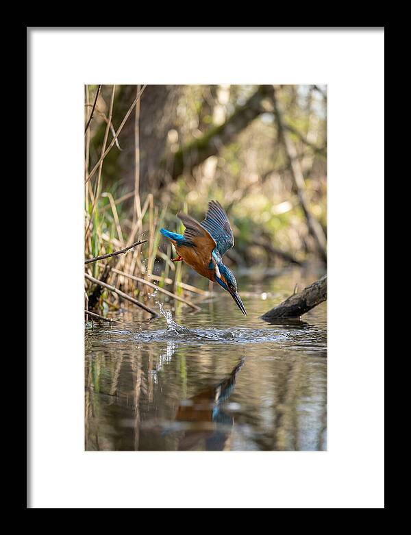 Kingfisher Diving For Fish