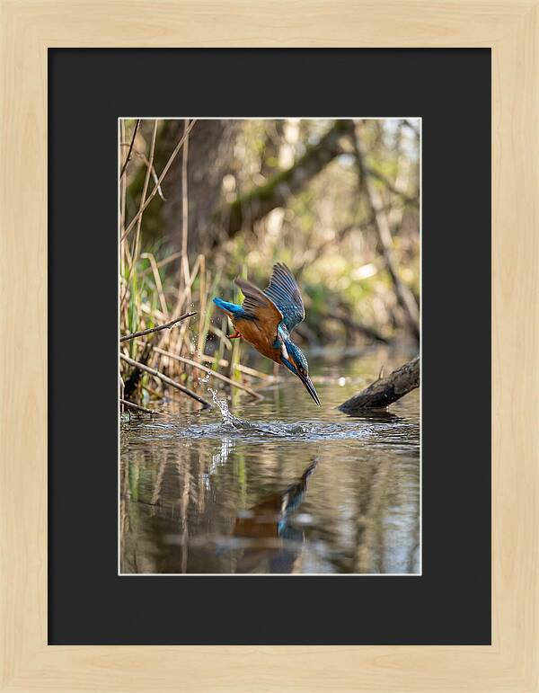 Kingfisher Diving For Fish