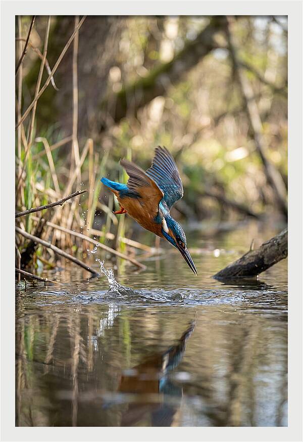 Kingfisher Diving For Fish