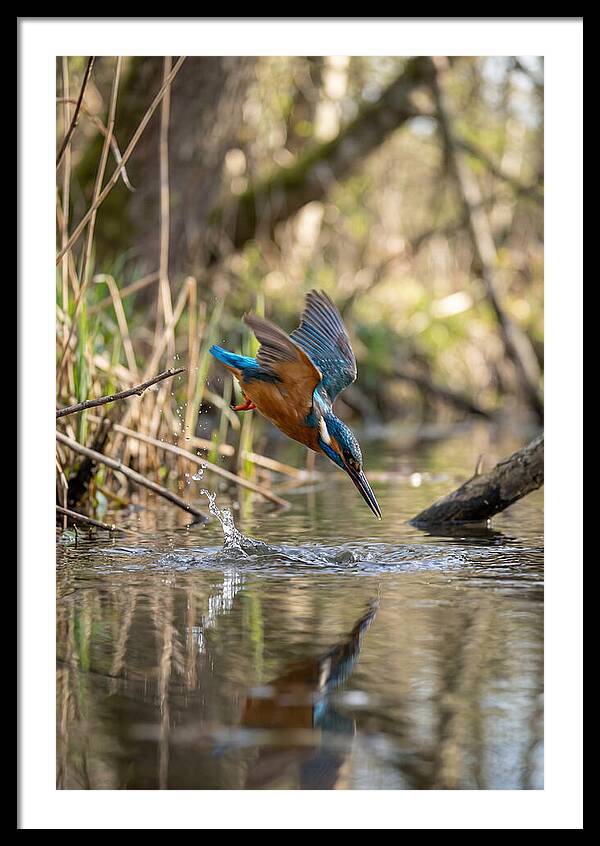 Kingfisher Diving For Fish