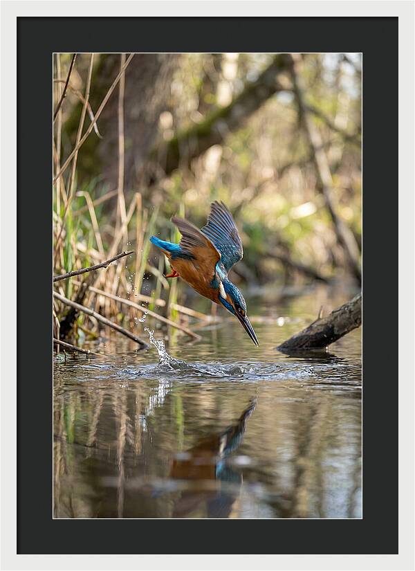 Kingfisher Diving For Fish